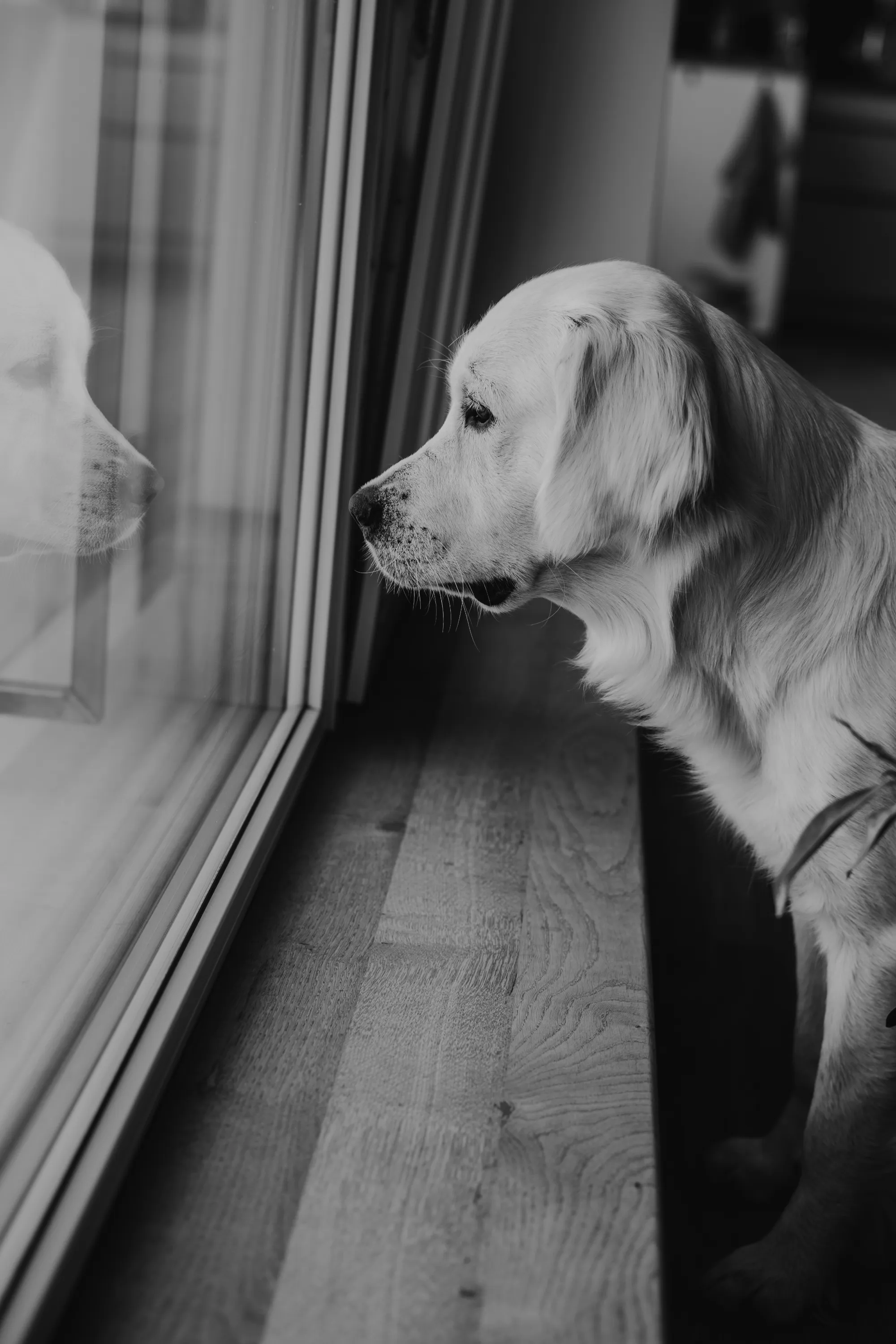 Golden Retriever schaut verträumt aus dem Wohnzimmerfenster
